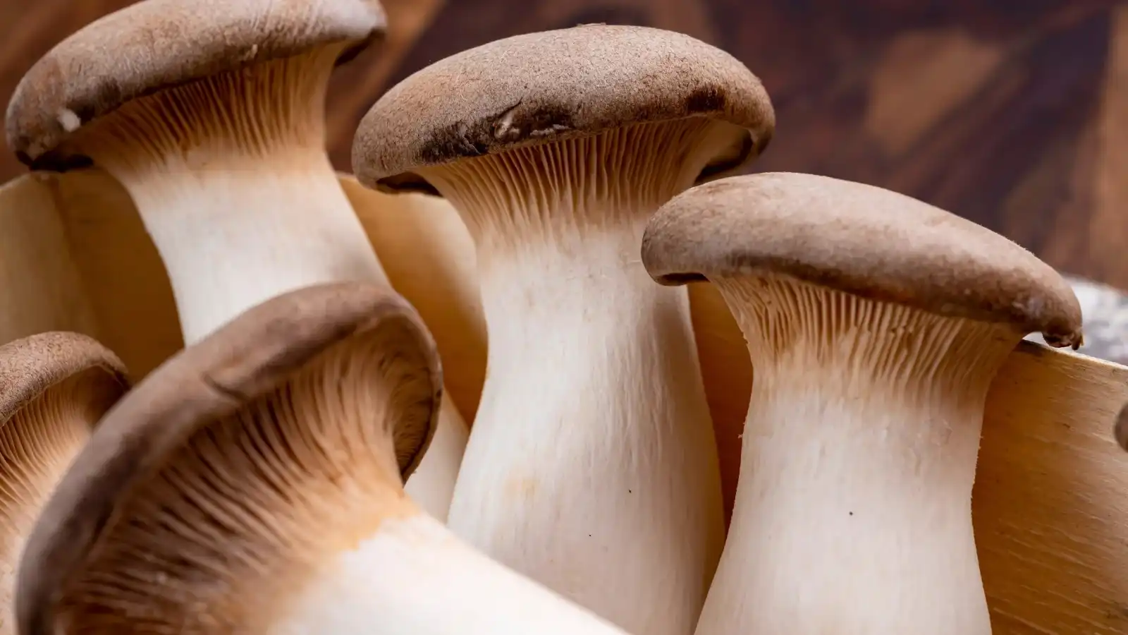 Why Choose Organic King Trumpet Mushroom Powder?